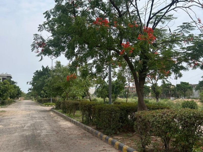New Plotting Launch in Gulmohar Sector 116, Mohali
